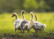 爱游戏体育-灰熊险胜爵士，拉梅洛·鲍尔如何从新星蜕变为关键先生