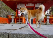 爱游戏下载-跨界赛场同日见证主宰时刻，灰熊速胜篮网的战术启示与英格拉姆欧冠淘汰赛的接管艺术