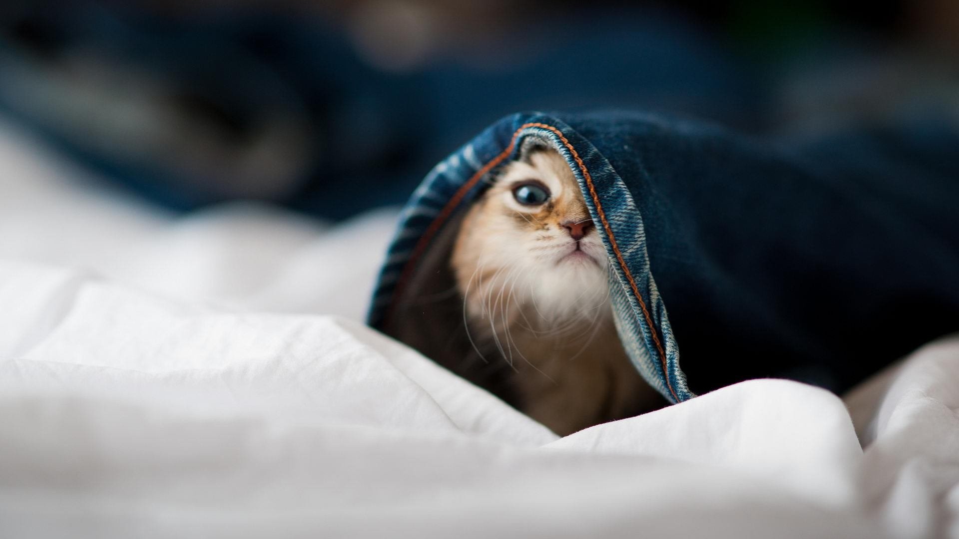 F1新赛季揭幕战与CBA焦点对决,速度与耐力的双重盛宴